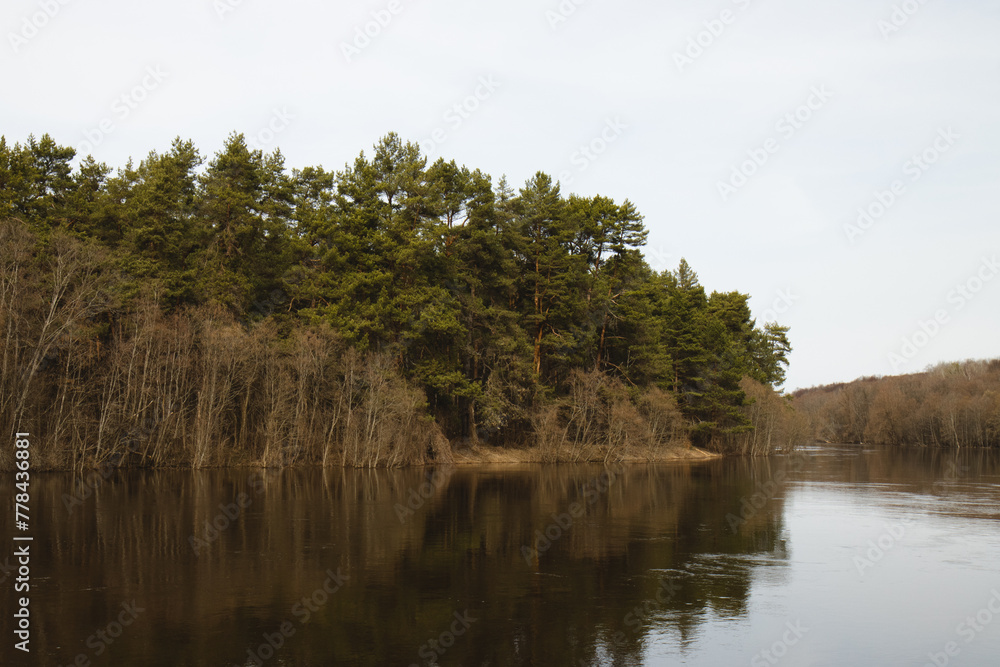 Spring landscape of the river. The river washes the shore with a pine forest. The pine forest is on the other side of the river.