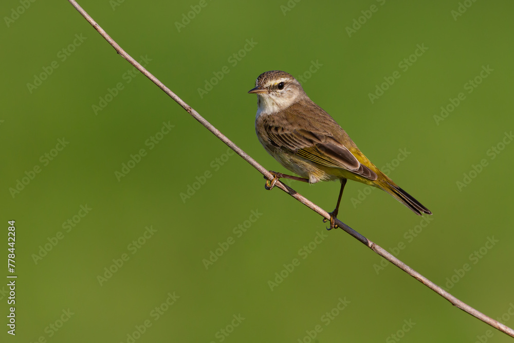 Obraz premium Palm Warbler