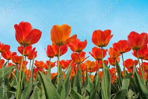 Red and orange mix of hybrid triumph tulips in flower.