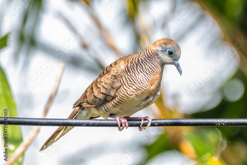 The zebra dove (Geopelia striata), also known as the barred ground dove, or barred dove, is a species of bird of the dove family, Columbidae photo