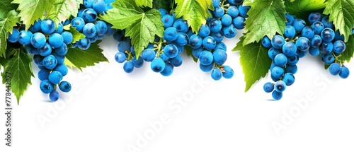  A detailed photo of several blueberries surrounded by green foliage against a pure white backdrop provides ample space for added text