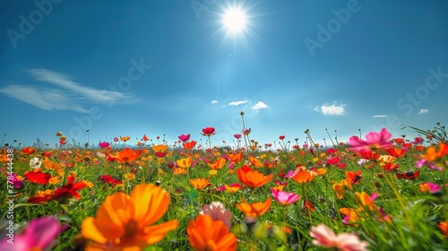 Field of Red Flowers Under Blue Sky