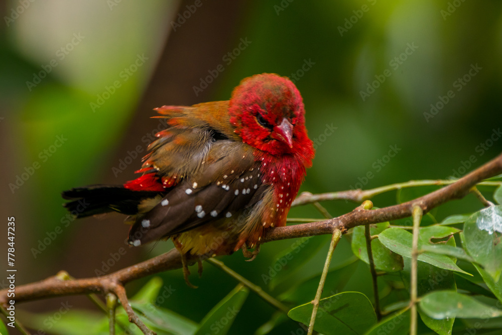 The red avadavat, red munia or strawberry finch, is a sparrow-sized bird of the family Estrildidae. It is found in the open fields and grasslands of tropical Asia and is popular as a cage bird due to The red avadavat, red munia or strawberry finch, is a sparrow-sized bird of the family Estrildidae. It is found in the open fields and grasslands of tropical Asia and is popular as a cage bird due to