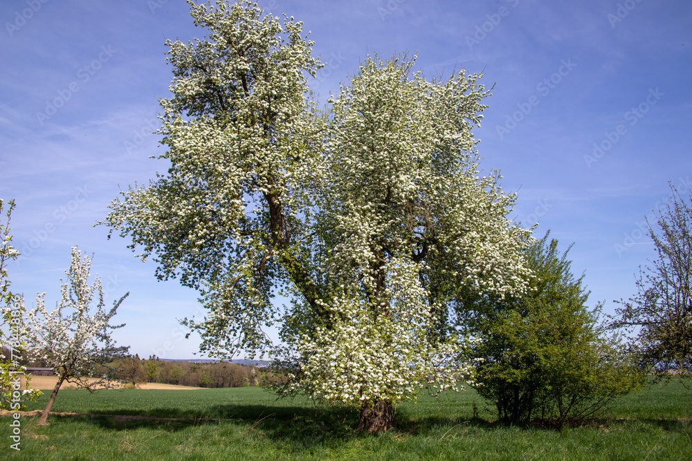 Streuobstwiese
Streuobstwiese