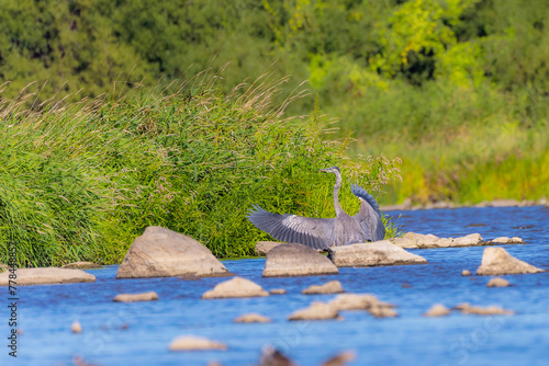 Great blue heron  Ardea herodias  on the river