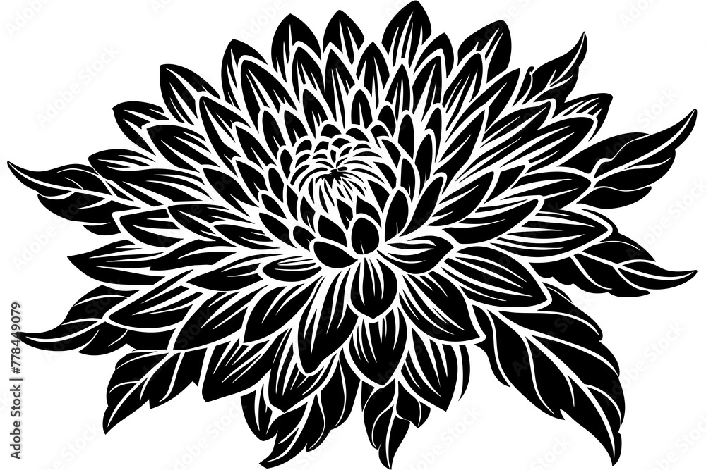 chrysanthemum-vector-illustration