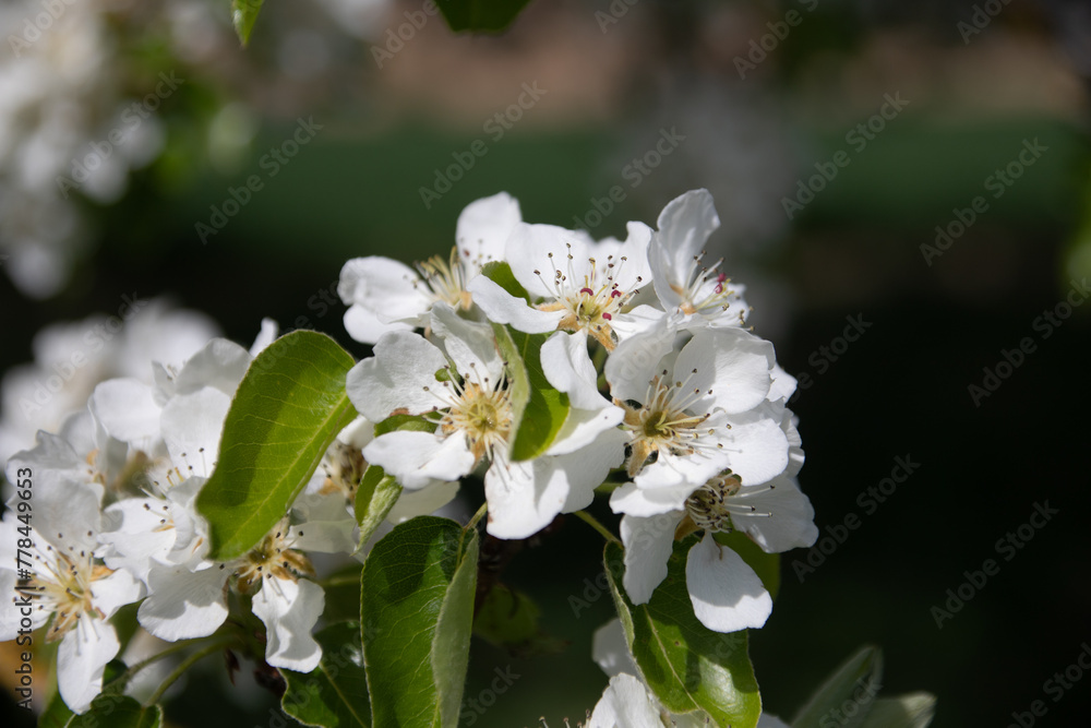 Obraz premium Streuobstblüte