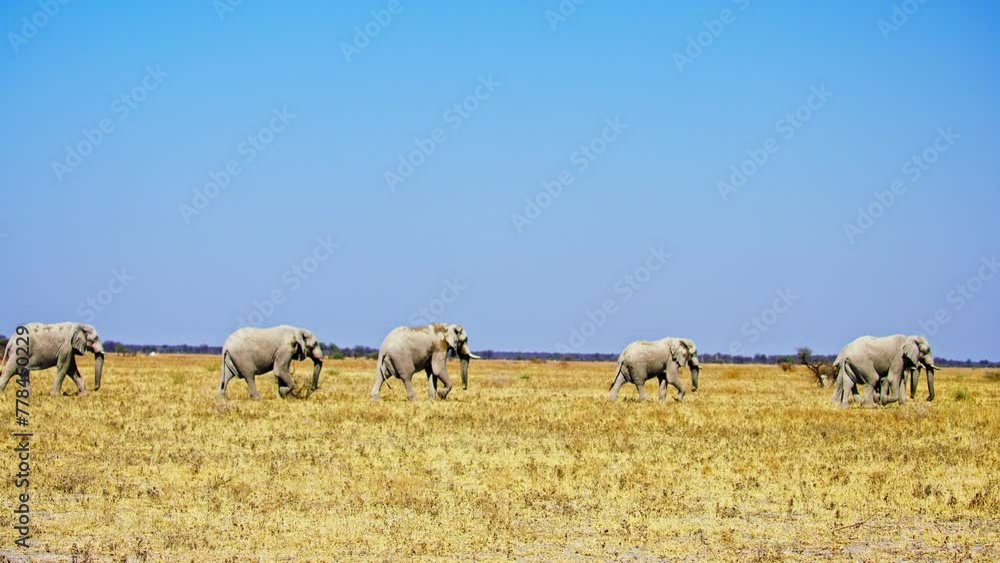 Elephants in Botswana Elephants in Botswana