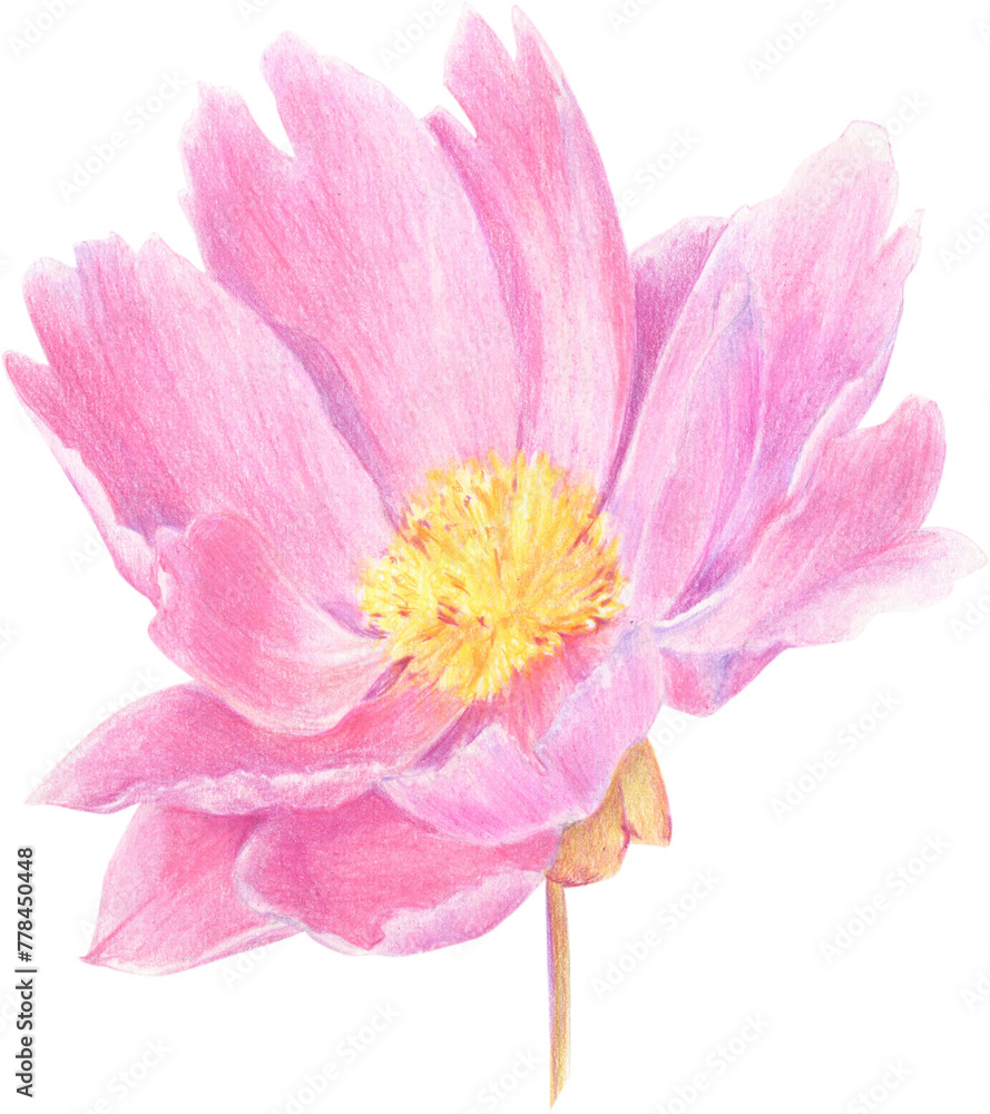 Pink peony drawn with colored pencils. Floral element isolated on white background. For elegant summer and wedding projects, print creations and vintage style decorations.