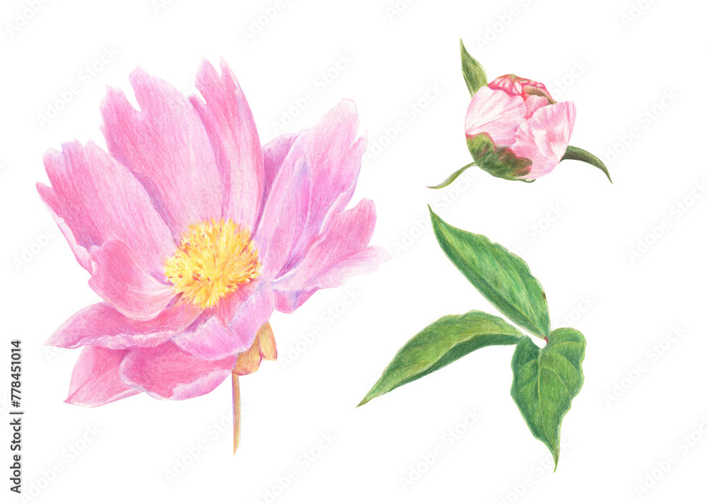 A set of peony flowers and leaves drawn with colored pencils. Floral elements isolated on white background. For elegant summer and wedding projects, print creations and vintage style decorations.