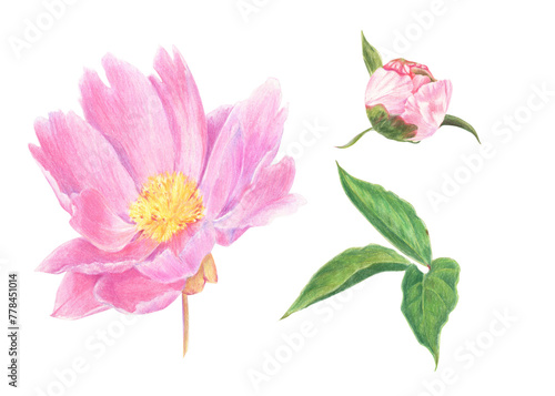 A set of peony flowers and leaves drawn with colored pencils. Floral elements isolated on white background. For elegant summer and wedding projects  print creations and vintage style decorations.