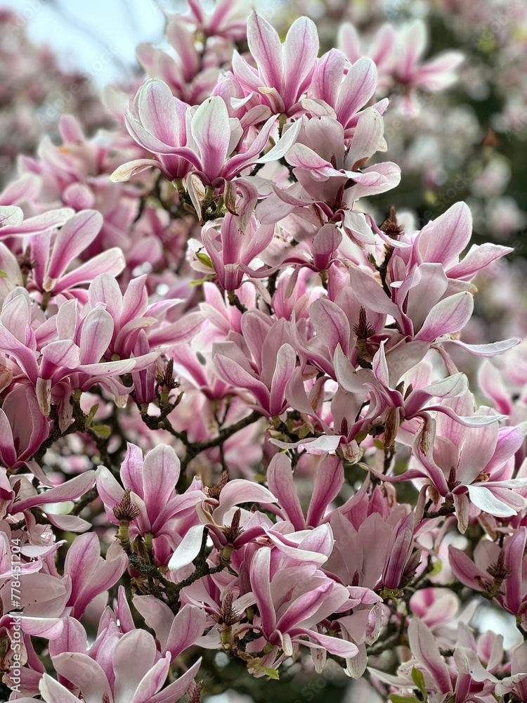 Perfect pink magnolia flowers