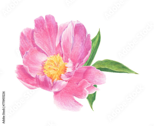 Pink peony drawn with colored pencils. Floral element isolated on white background. For elegant summer and wedding projects  print creations and vintage style decorations.