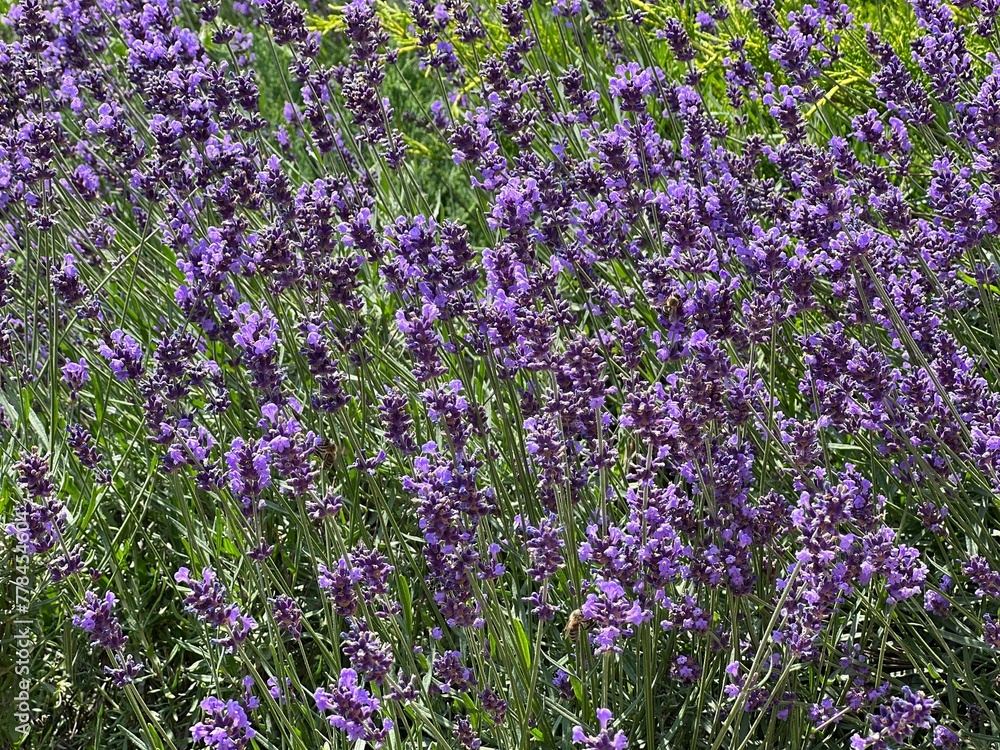 Fototapeta premium Lavender flowers herbs in field.