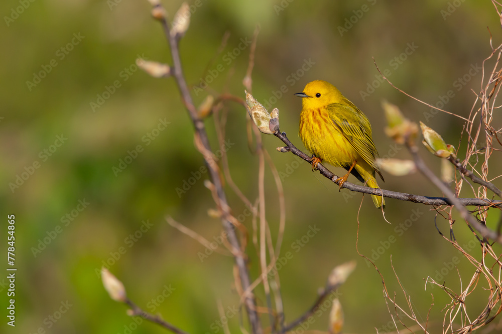 Yellow Warbler