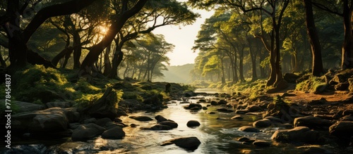 sunlight through the gaps in the trees in the natural river photo