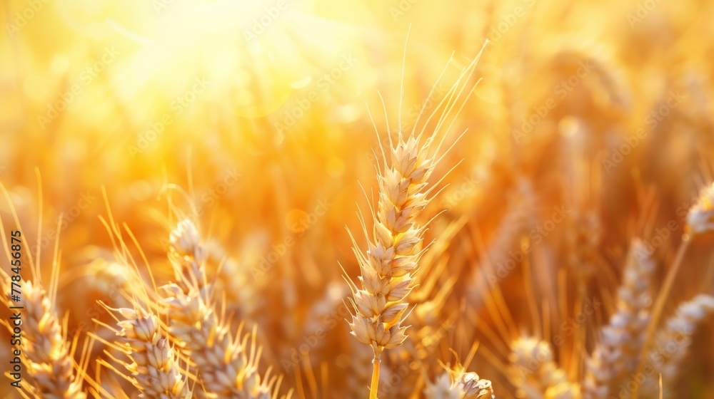 Wheat Field With Sun Shining in Background Wheat Field With Sun Shining in Background
