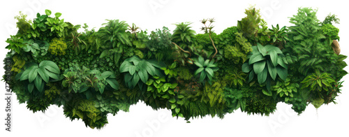 From above jungle lush trees tropical group top view
