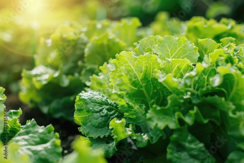 Green and Natural Hydroponic Lettuce Farming in Aquaculture Cultivation