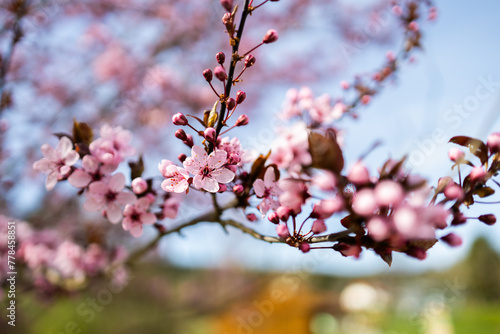 Spring pink tree flowers on blurred bokeh background