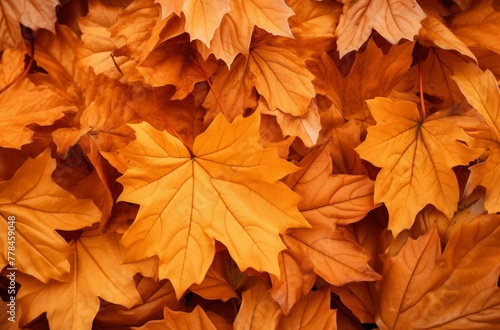 a pile of orange yellow leaves lying