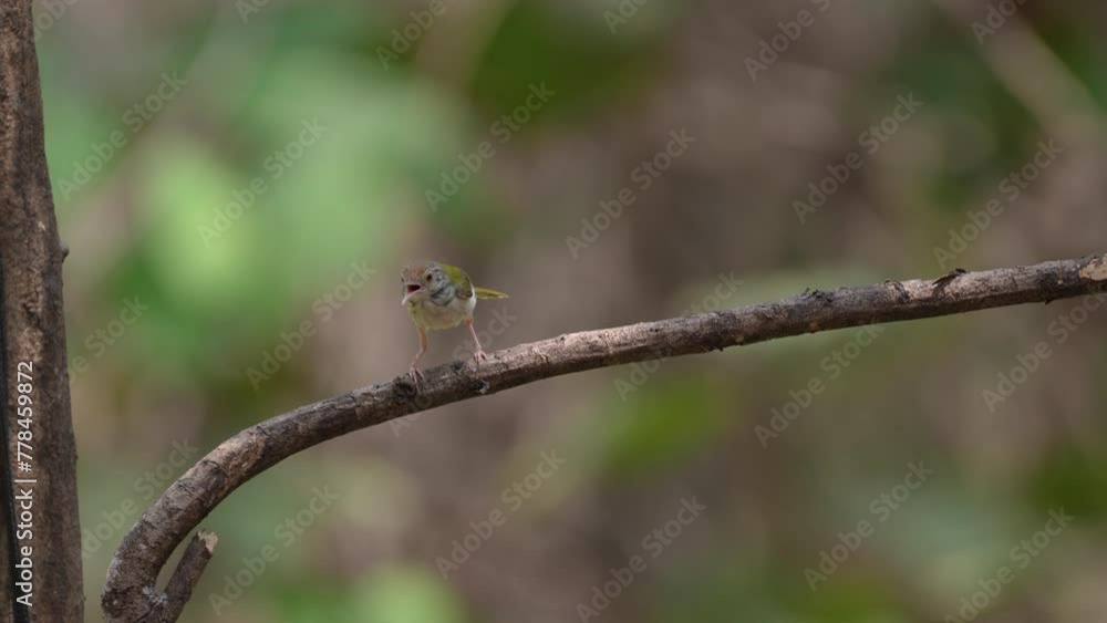 Common Tailorbird(Orthotomus sutorius) on branch birdwatching in the forest. Common Tailorbird(Orthotomus sutorius) on branch birdwatching in the forest.