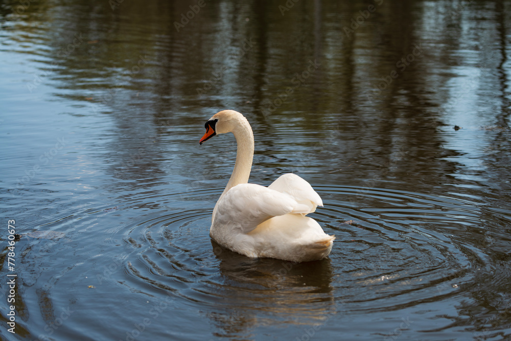 Swan on lake