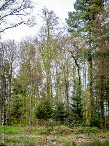 Wiederaufforstung im Mischwald