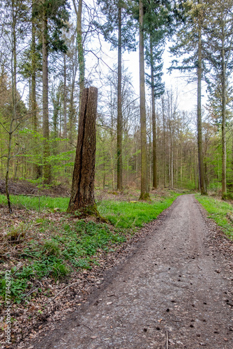 Frisch gefällte Bäume im Mischwald