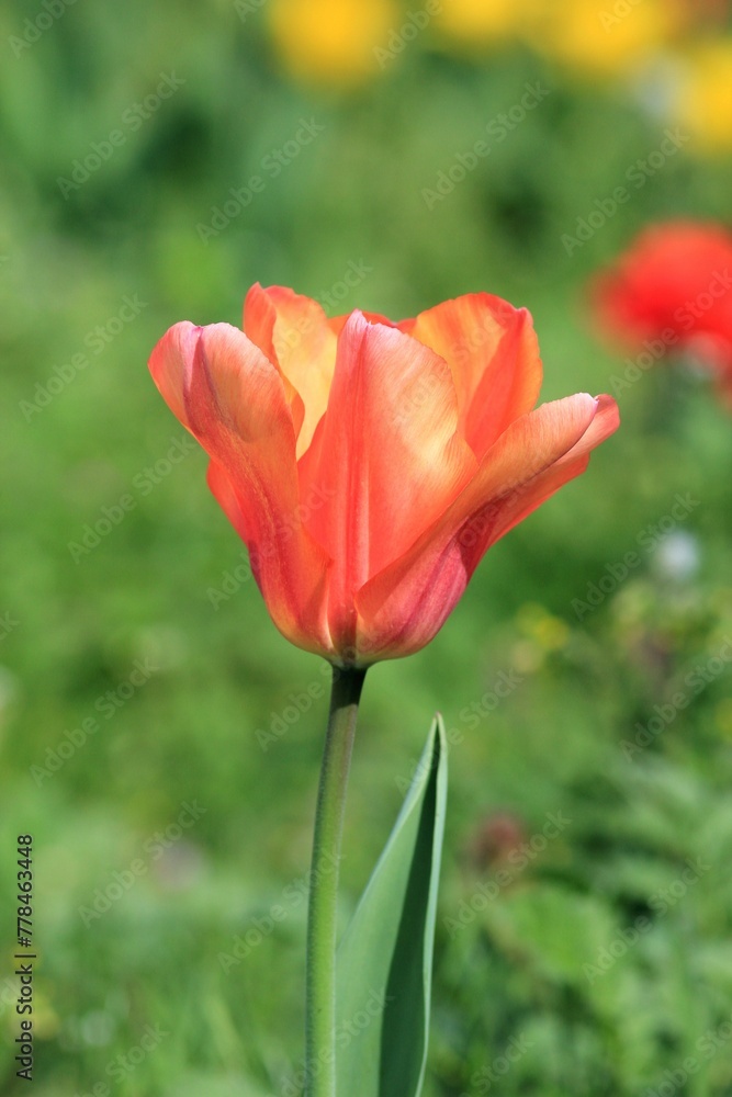 Naklejka premium Pink tulip in the park on a blurred background