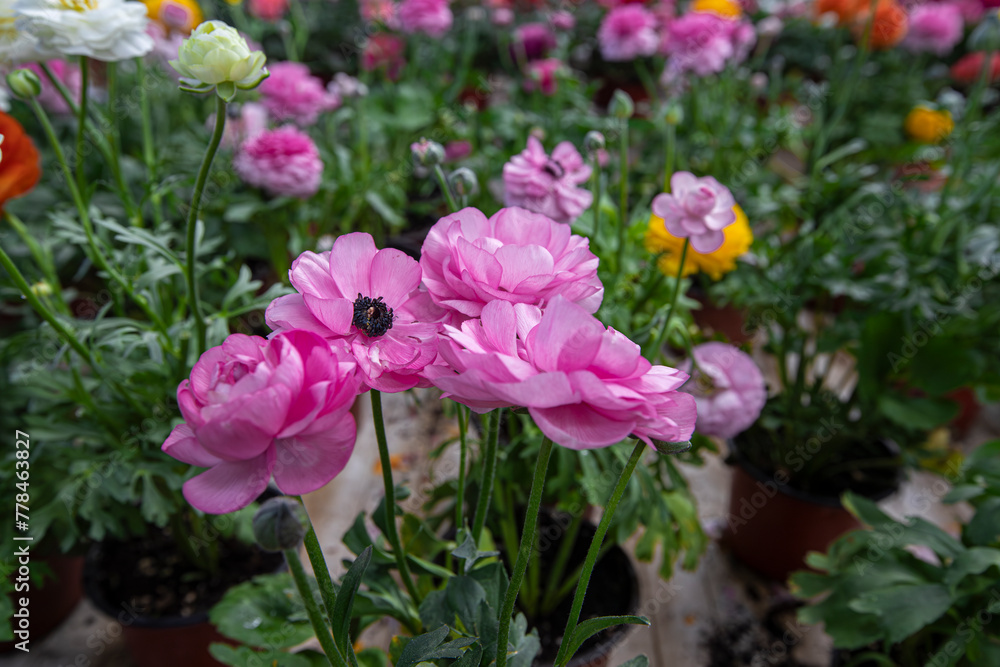 Ranunculus asiaticus or Persian flower red, yellow flowers. Many flowers for Women's Day. Flower for Mother's Day.Persian buttercup. Ranunculus asiaticus or Persian flower red, yellow flowers. Many flowers for Women's Day. Flower for Mother's Day.Persian buttercup.