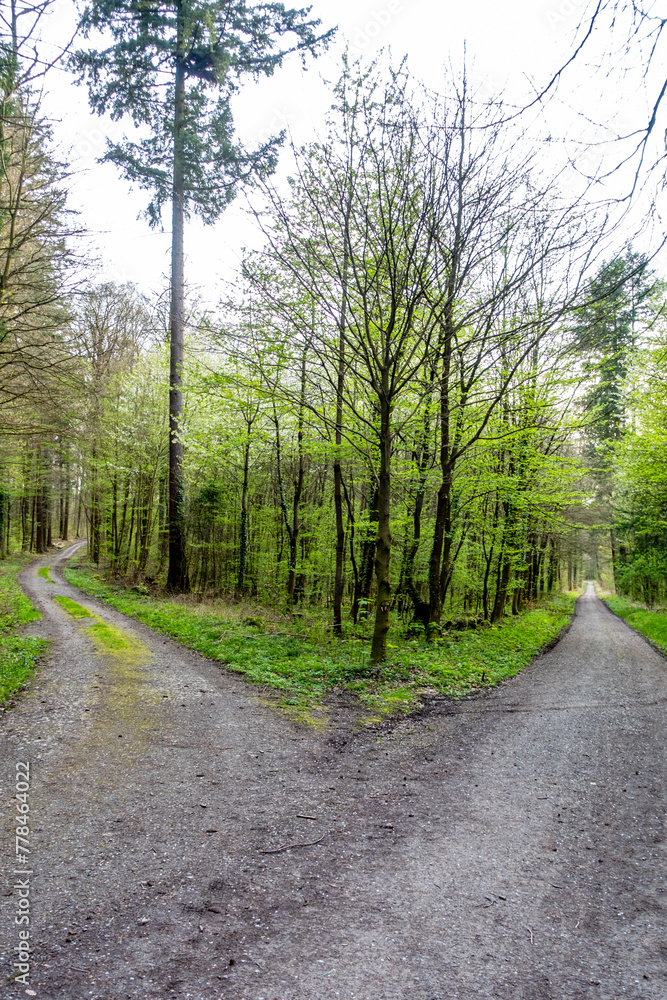 Wald und Wirtschaftsweg im Mischwald Wald und Wirtschaftsweg im Mischwald