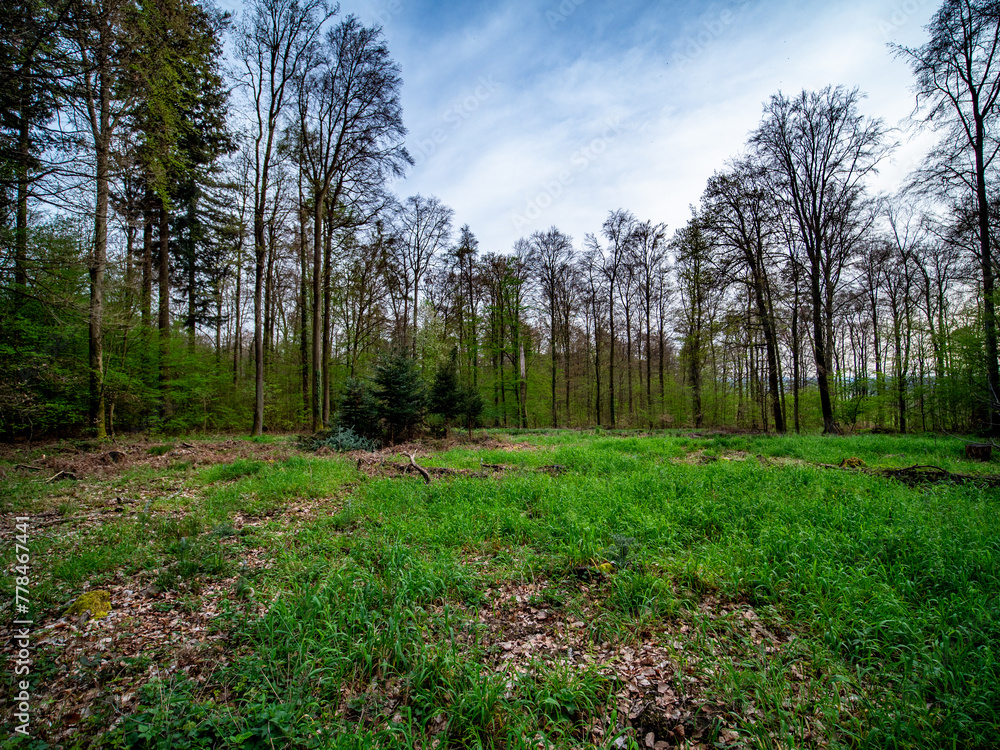 Wiederaufforstung im Mischwald Wiederaufforstung im Mischwald