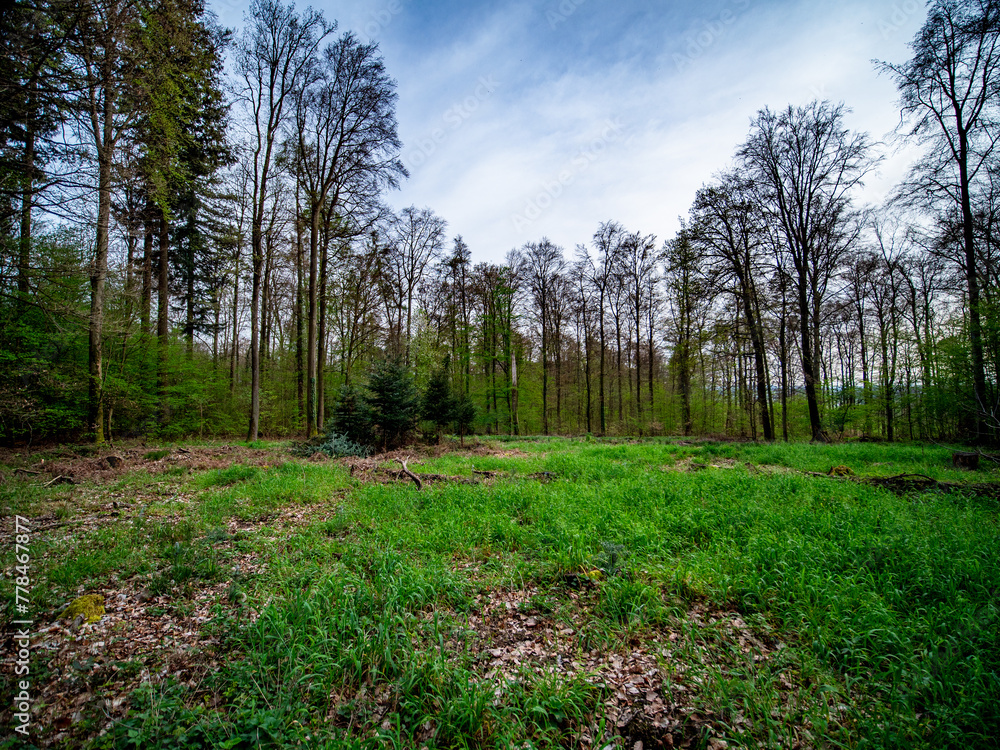 Obraz premium Wiederaufforstung im Mischwald