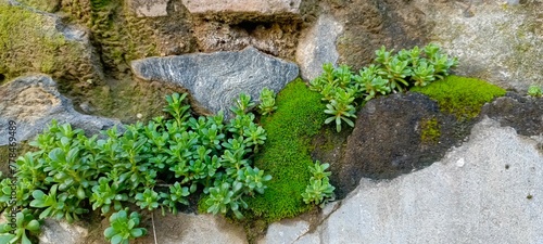 creeping thyme or Thymus serpyllum on the wall stones 
