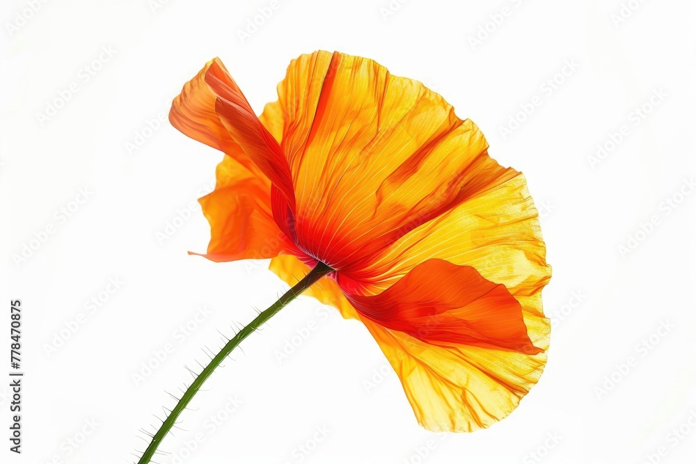 Isolated Orange Poppy Flower on White Background - A Closeup of Red Floral Bloom in Nature Isolated Orange Poppy Flower on White Background - A Closeup of Red Floral Bloom in Nature