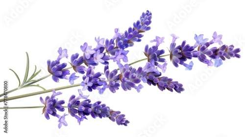 Isolated Lavender Flowers with Aromatic Twig and Leaf for Bathe and Beauty on White Background