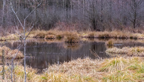Leśne tereny podmokłe wczesną wiosną. Leśny zbiornik zamieszkany (i stworzony!) przez pracowite zwierzęta – bobry, pod koniec zimy.