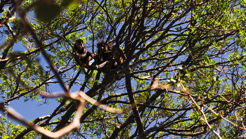 Canvas Print mother monkey caring for her ward in the trees