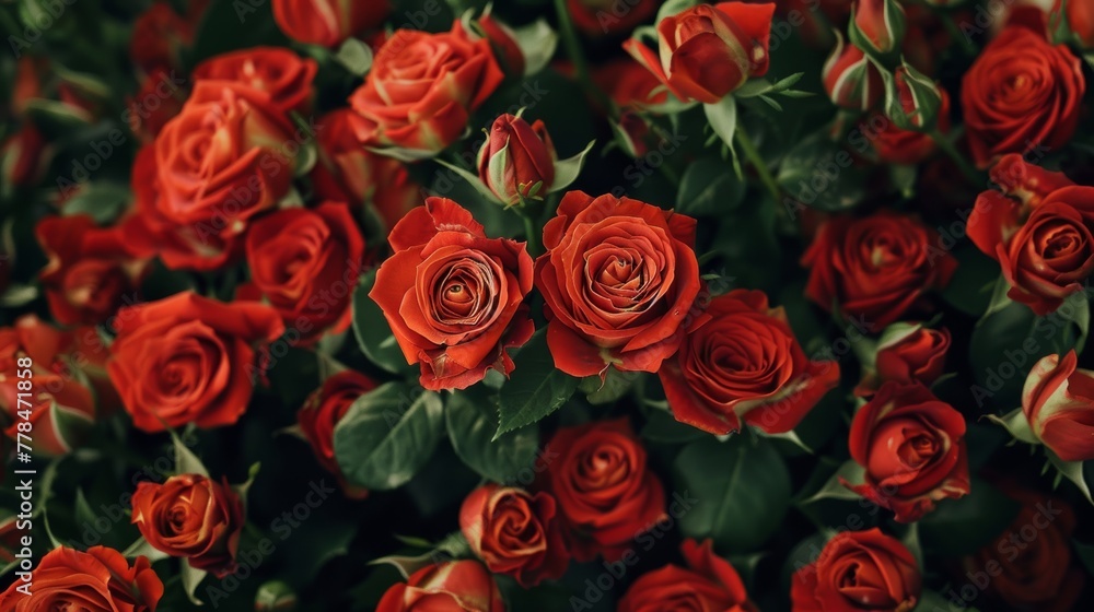 There are a lot of red spray roses There are a lot of red spray roses