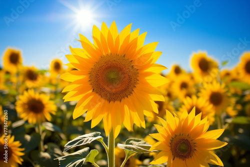 A single yellow sunflower is the center of a field of yellow flowers