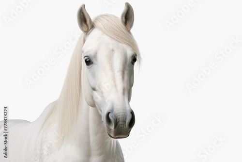Ethereal White Horse With Flowing Mane in a Blank Canvas. White or PNG Transparent Background..