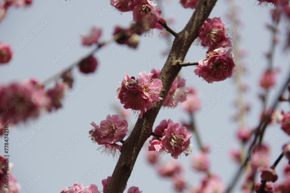 The Charm of Sakura Blooms, Mesmerizing Cherry Blossom Scenes, Harmony in Bloom, Pink Petals The Charm of Sakura Blooms, Mesmerizing Cherry Blossom Scenes, Harmony in Bloom, Pink Petals