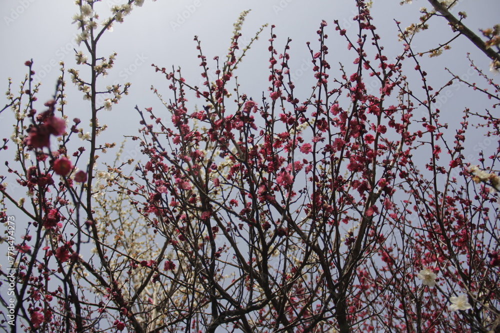 The Charm of Sakura Blooms, Mesmerizing Cherry Blossom Scenes, Harmony in Bloom, Pink Petals The Charm of Sakura Blooms, Mesmerizing Cherry Blossom Scenes, Harmony in Bloom, Pink Petals