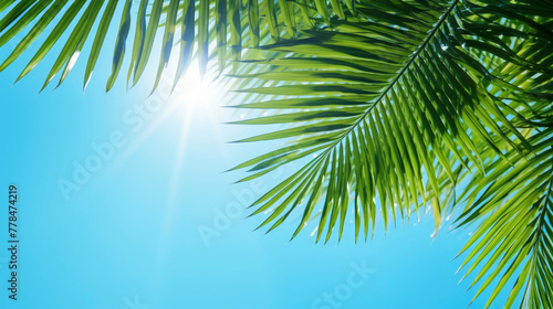 Closeup of palm leaves and blue sunlight sky as background texture - vacation, holiday, summer, travel