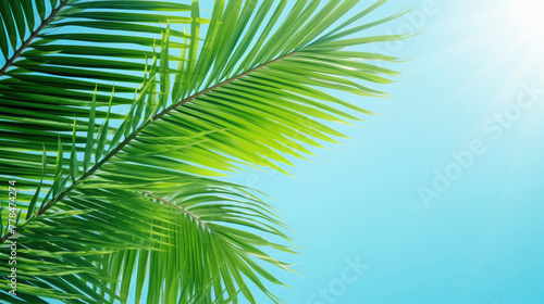 Closeup of palm leaves and blue sunlight sky as background texture - vacation, holiday, summer, travel © Gertrud