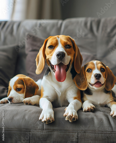 Beagle dog and puppies on a couch