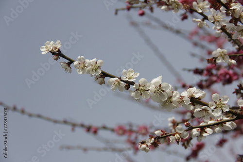 The Charm of Sakura Blooms, Mesmerizing Cherry Blossom Scenes, Harmony in Bloom, Pink Petals