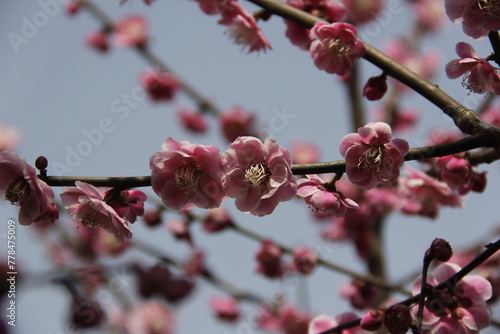 The Charm of Sakura Blooms, Mesmerizing Cherry Blossom Scenes, Harmony in Bloom, Pink Petals
