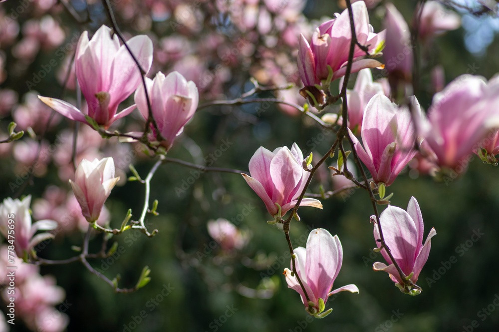 Magnolia soulangeana also called saucer magnolia flowering springtime tree with beautiful pink white flower on branches Magnolia soulangeana also called saucer magnolia flowering springtime tree with beautiful pink white flower on branches